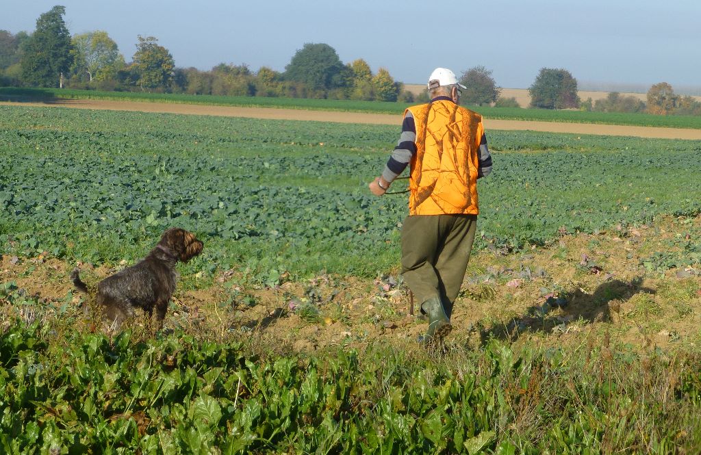 des Baies Picardes -  IGNACE Champion des fields trials sur  gibier tiré