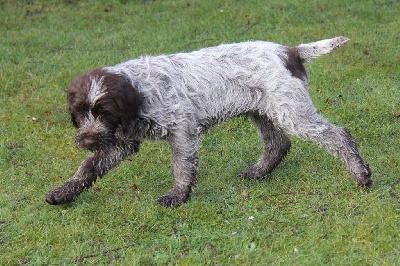 des Baies Picardes - Les petits griffons Des Baies picardes 