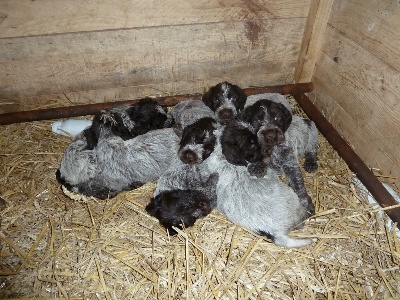 des Baies Picardes - Les petits griffons ont bien grandi ils ont 6 semaines