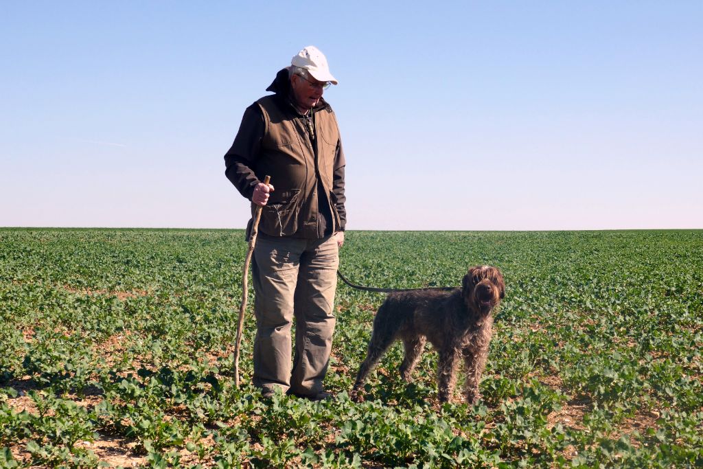 des Baies Picardes - Fields de printemps sur Perdreaux