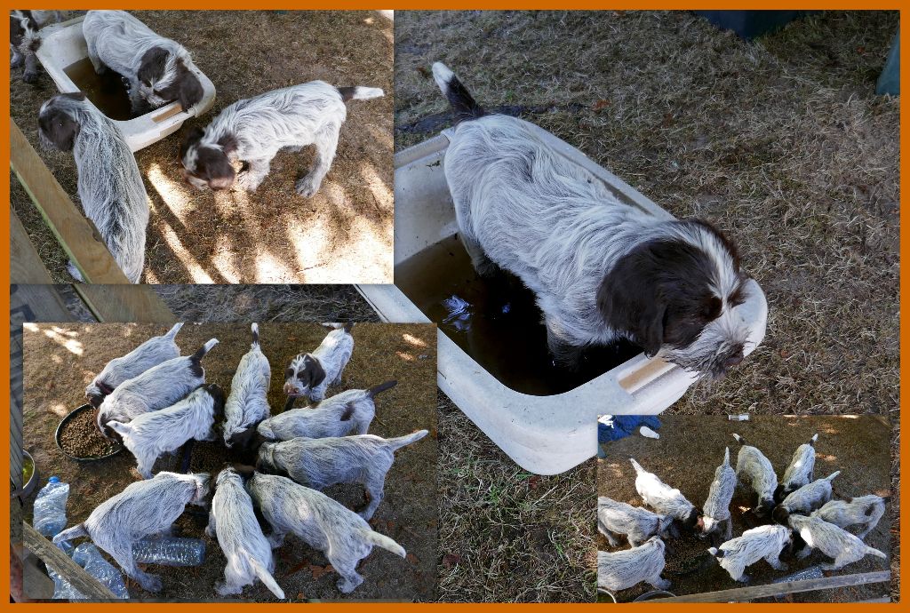 des Baies Picardes - Canicule Chez les Chiots