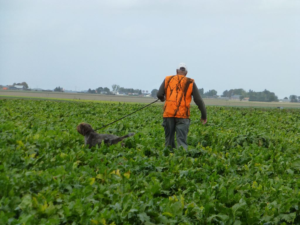 des Baies Picardes - Field de Ribemont  02 le 30/09/2017