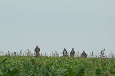 des Baies Picardes - Concours St Hubert de la Somme 20/10/2012