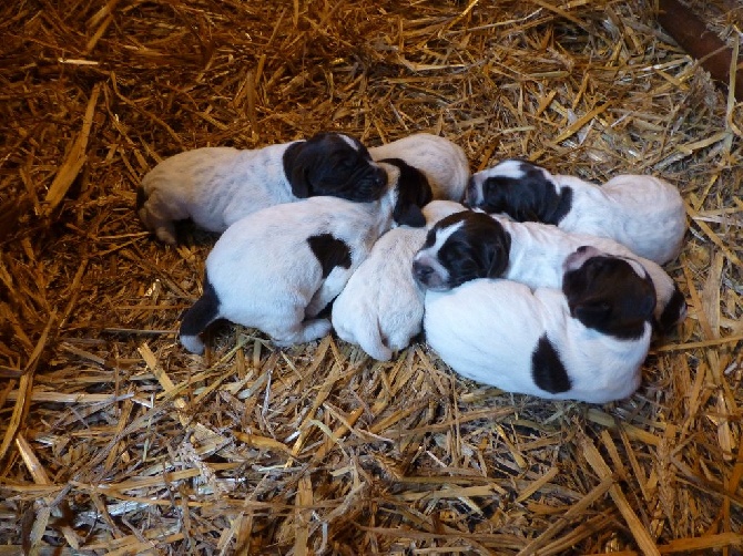 des Baies Picardes - Naissance de 7 petits korthals chez les Baies Picardes