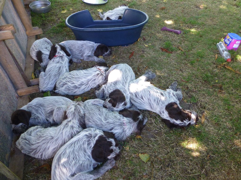 Chiot Griffon d'arrêt à poil dur Korthals des Baies Picardes
